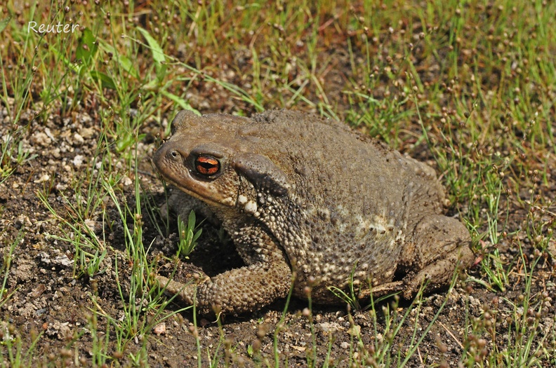 Mittelmeer-Erdkröte (Bufo bufo spinosus)